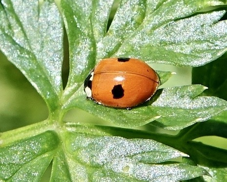2-spot ladybird